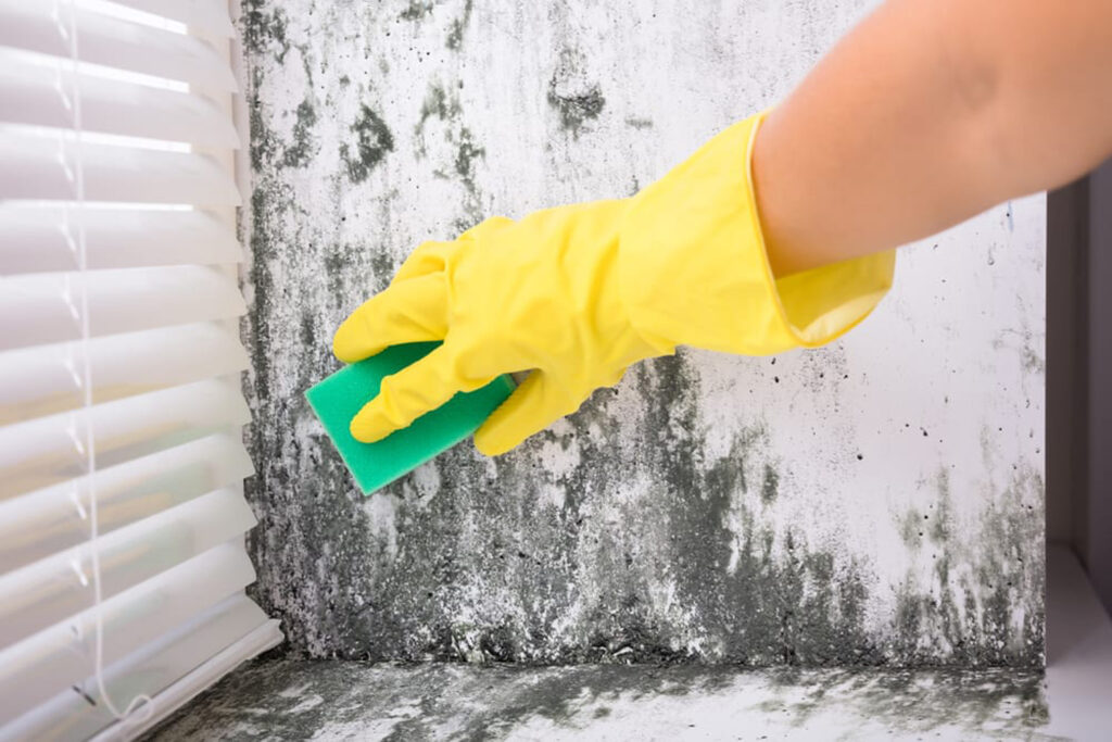 Mould Cleaning