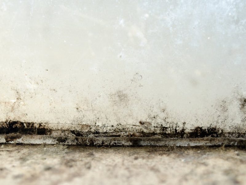 mold-and-damp-on-a-house-wall-and-floor